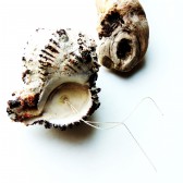 https://www.etsy.com/listing/122196318/seashell-ring-bearer-wedding-ring-holder