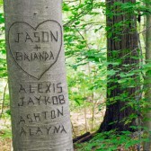 Summer Love Tree Personalized Photograph