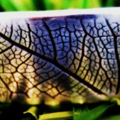 Leaf Bangle