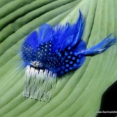 Unique Royal Blue Spotted Feather Hair Comb