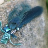 Aqua Peacock and Spotted Feather Crystal Hair Clip