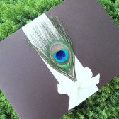 Bow Peacock Pocketfold Invitation Set