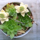 Ivory Felt Succulent Hair Pins