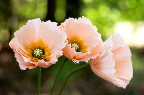 diy paper flowers in a kit
