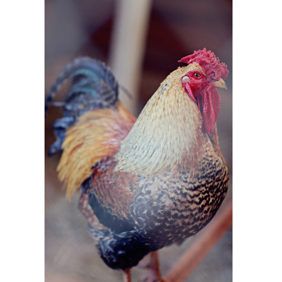 Georgia Farm Wedding