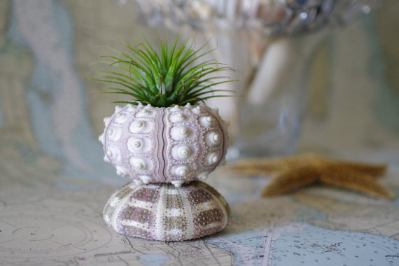 10 Beach Wedding Centerpieces via EmmalineBride.com - sea urchin air plant holder by By The Seashore