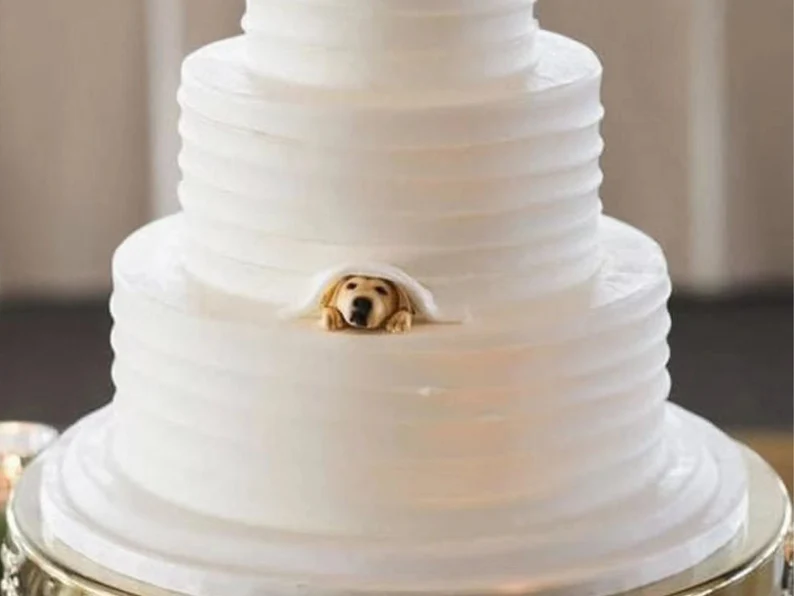 Koyal Wholesale Clean Last Name with Date Custom Wedding Cake Topper &  Reviews | Wayfair