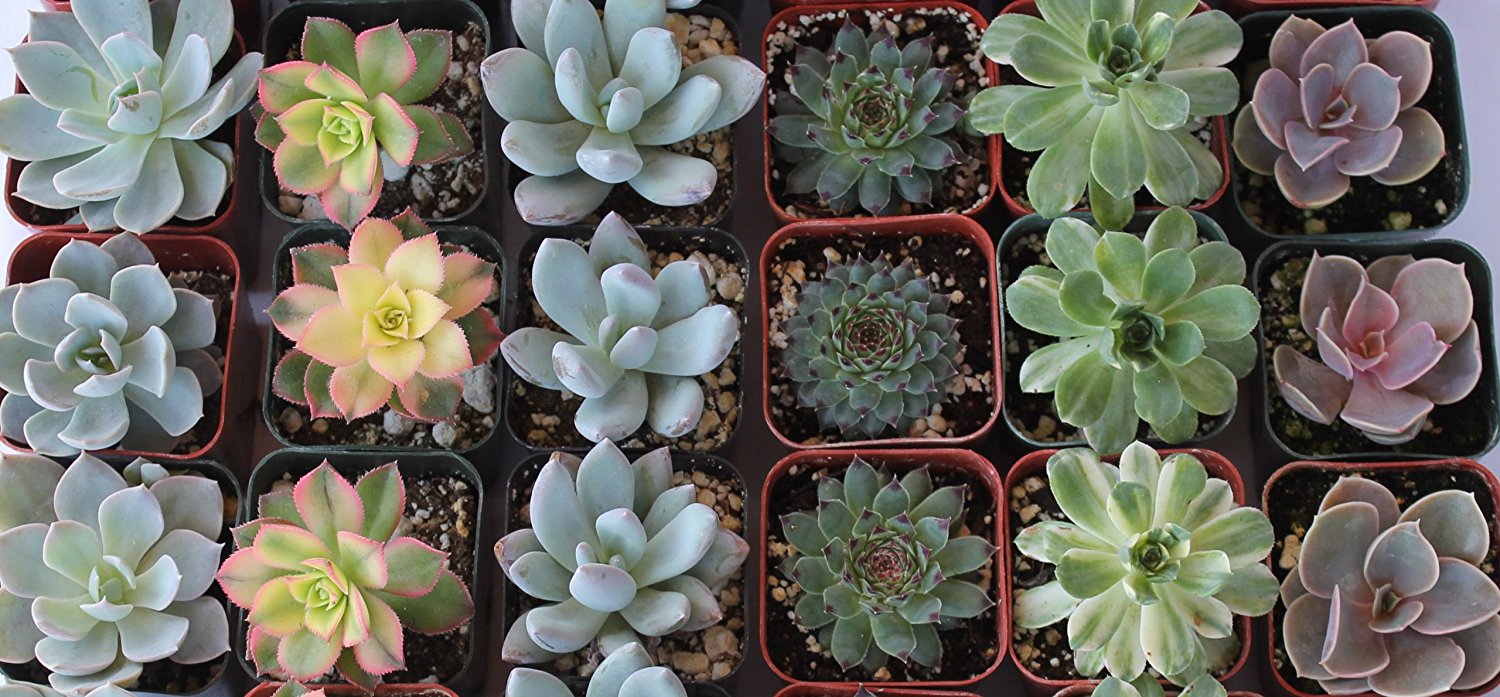 Succulents for Sale: Where to Buy Succulents in Bulk CHEAP Online