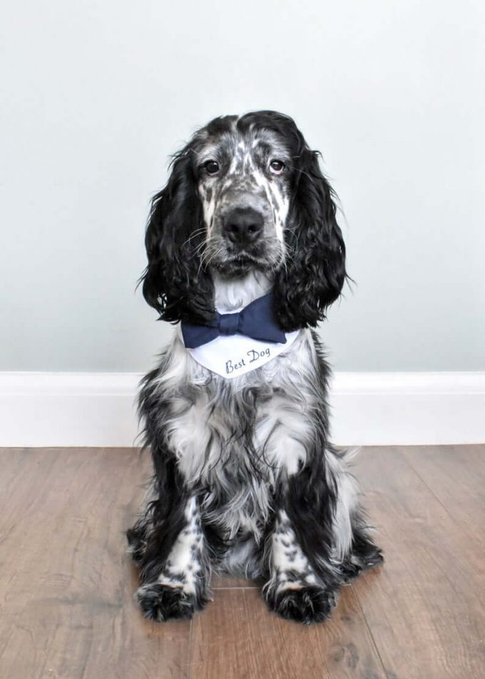 This Best Dog Wedding Outfit is Amazing for Your Ceremony