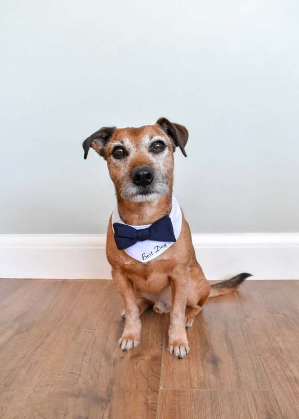 This Best Dog Wedding Outfit is Amazing for Your Ceremony