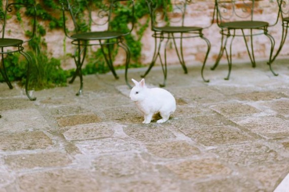 white rabbit | photo: adrian wood | real wedding in italy